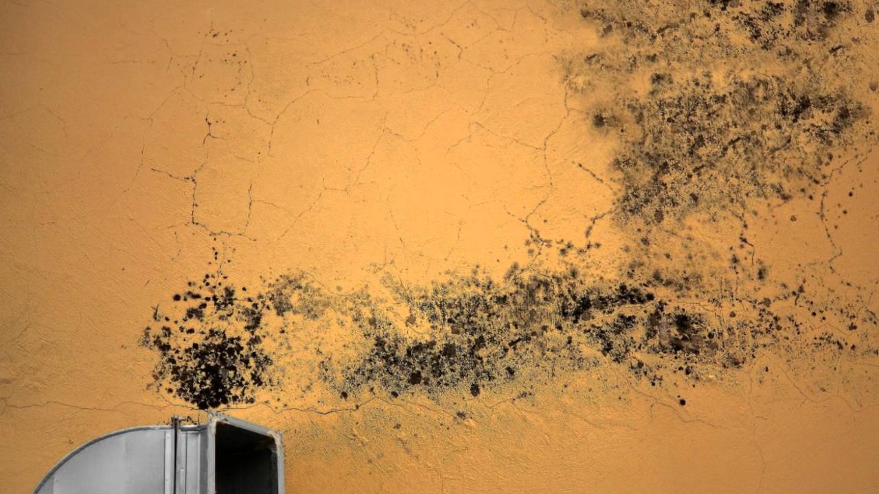 Roof Damage Olmsted Falls OH 44138 Mold Removal