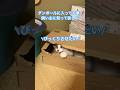ダンボールに入って飼い主を驚かせたい様です🎵#ねこ好きさんと繋がりたい#もしぬこ　#ねこのうた　#cat #保護猫　#ダンボール猫