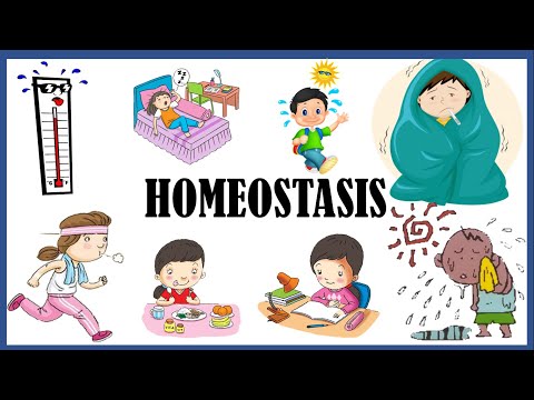 HOMEOSTASIS (Mekanisme Keseimbangan Tubuh)