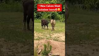 🐶Watch Jackabee (Beagle Jack Russell) Ivory meet New Calves #shorts #beagle #calves #cow #bull🐂🐄