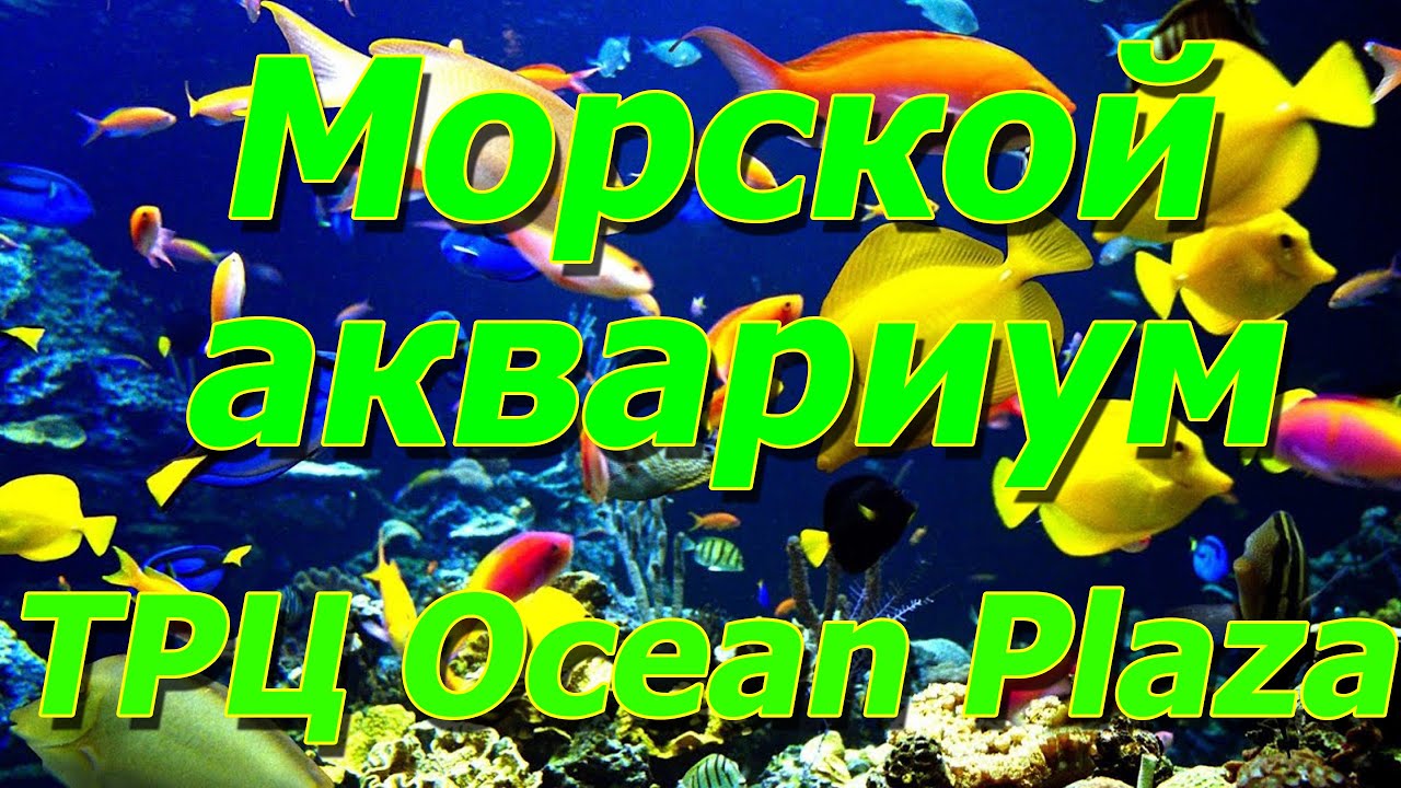 В гостях в ТРЦ Ocean Plaza Киев 20.04.23 морской аквариум