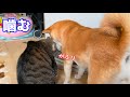 猫に噛まれる柴犬