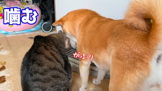 猫に噛まれる柴犬