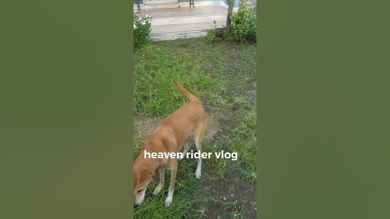 smart-dog-mintu-nepali-local-breed-youtube