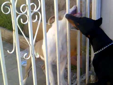 camera iphone 8 plus apk Doberman and Pitbull play 