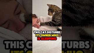 This Cat Woke Up His Owner In The Cutest Way