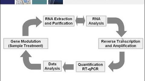 Key Steps for Generating Real-Time PCR Data that Conforms to MIQE Guidelines, Part 1 of 4