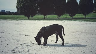 On leash or off -part 2