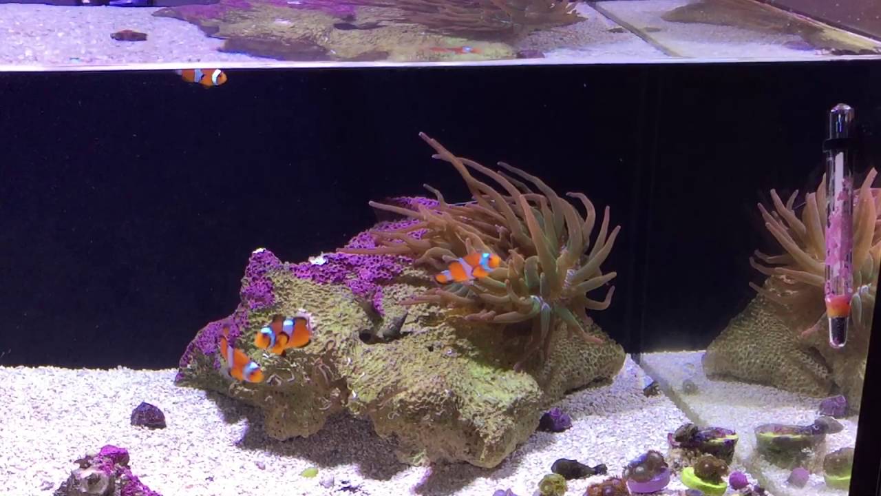 How to feed a rose bubble tip anemone YouTube