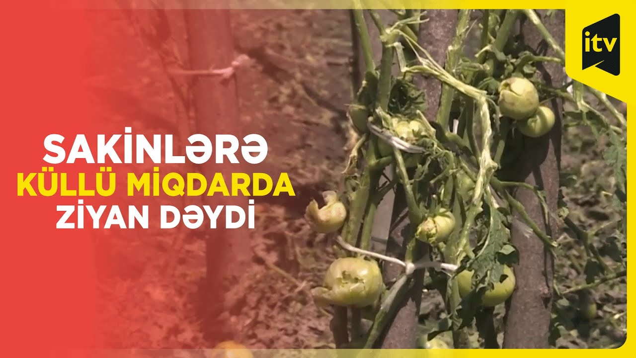 Zaqatala və Balakənə dolu yağdı, evlər və təsərrüfatlar ziyan gördü