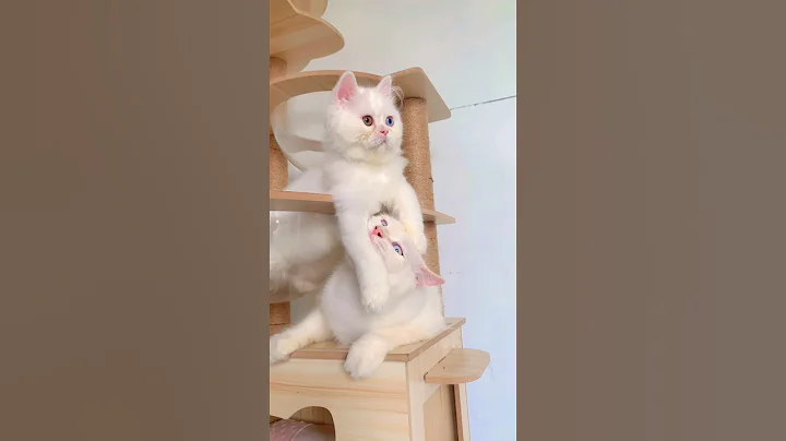 Video 11073621: kucing cat kitten persia, kitten kucing catlover