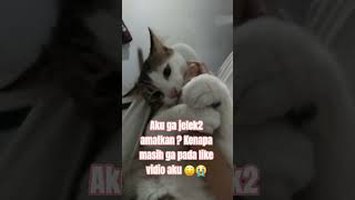 hai nama ku nero ...#cat #kucinglucu #catloverlifev