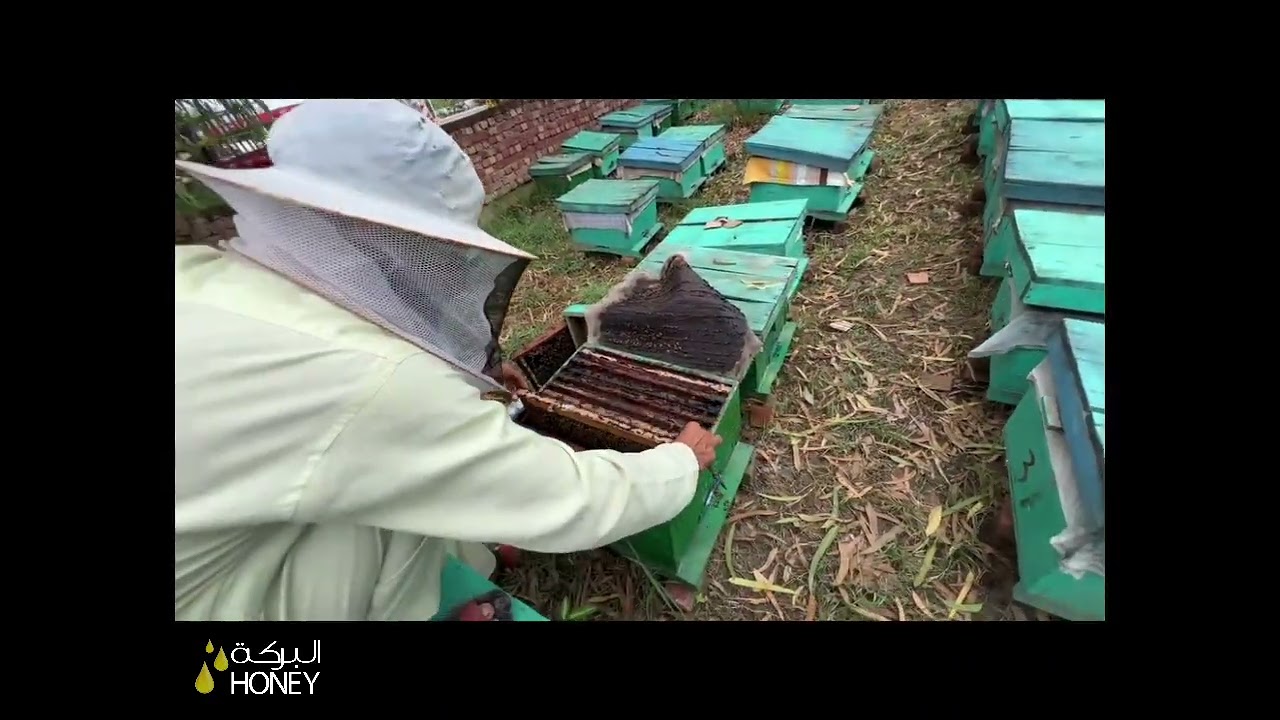 From Bees to Bottle 🐝 | The Pure Journey of Albaraka Honey 🍯✨