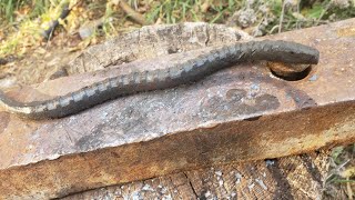 Blacksmithing-forging a snake