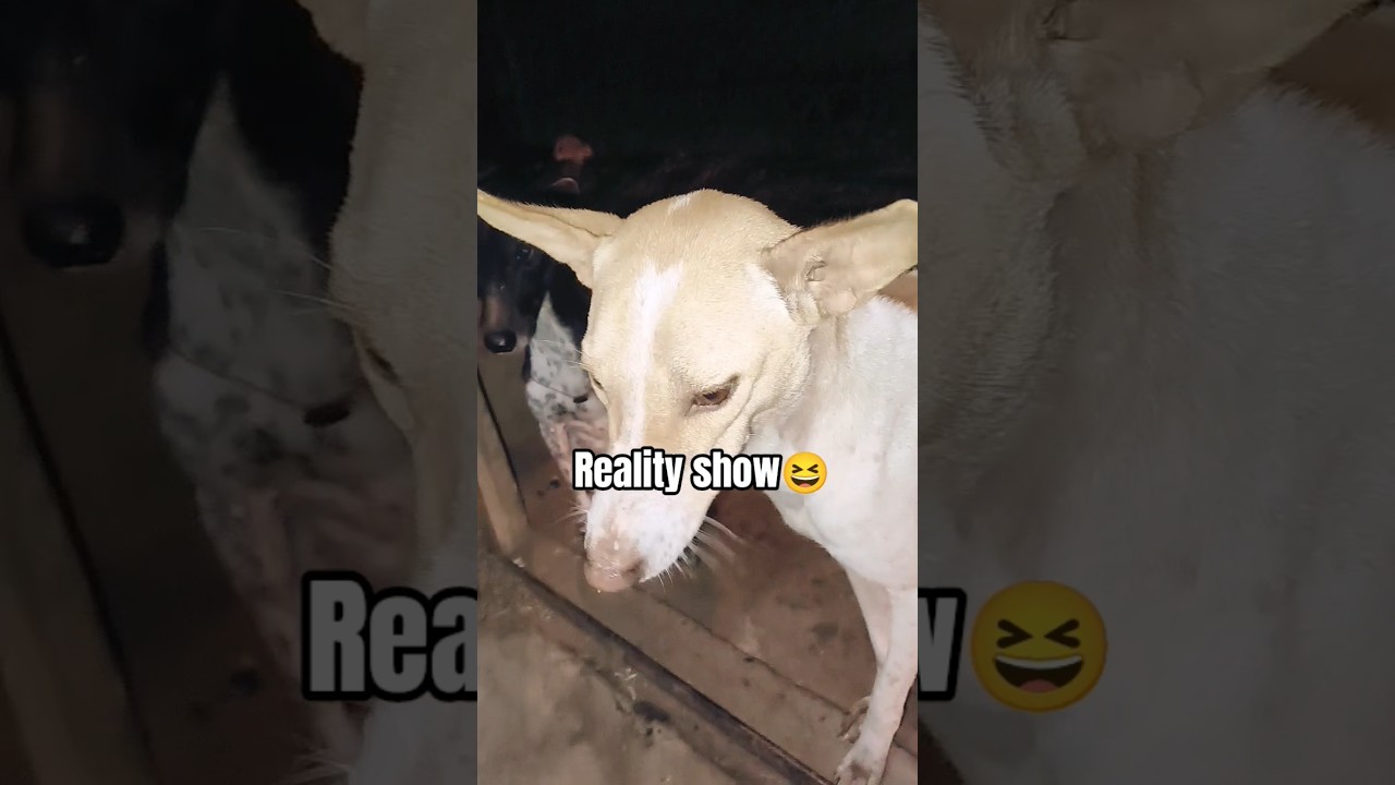 Real Actor Dog In Life 😆🐕