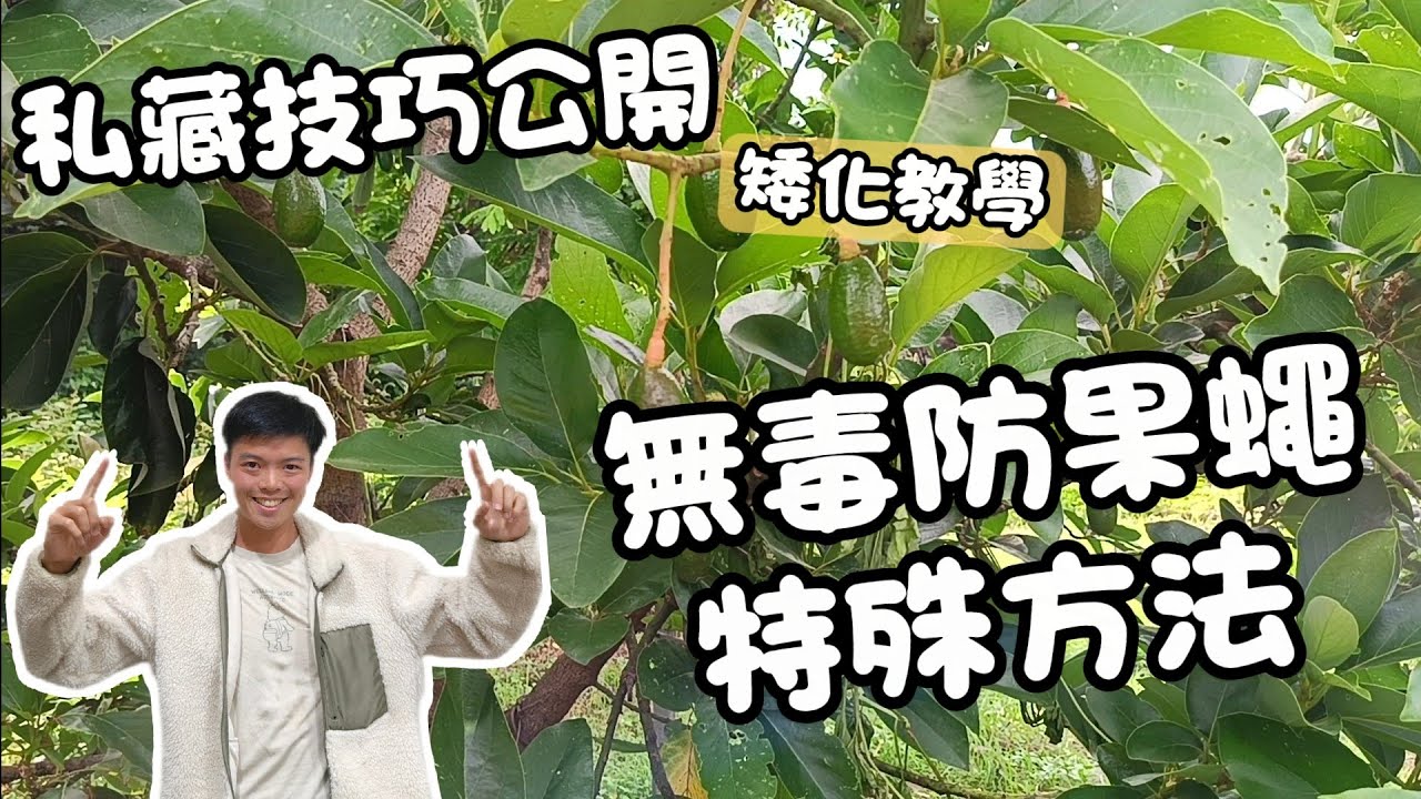 套袋前做差很多 | 酪梨果實怎麼保護？超實用防蟲套袋教學＋矮化管理技巧一次搞懂！｜紅龍兄
