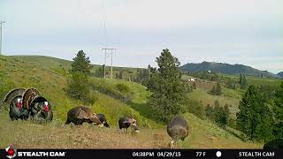 Merriam's Turkeys - Toms and Hens