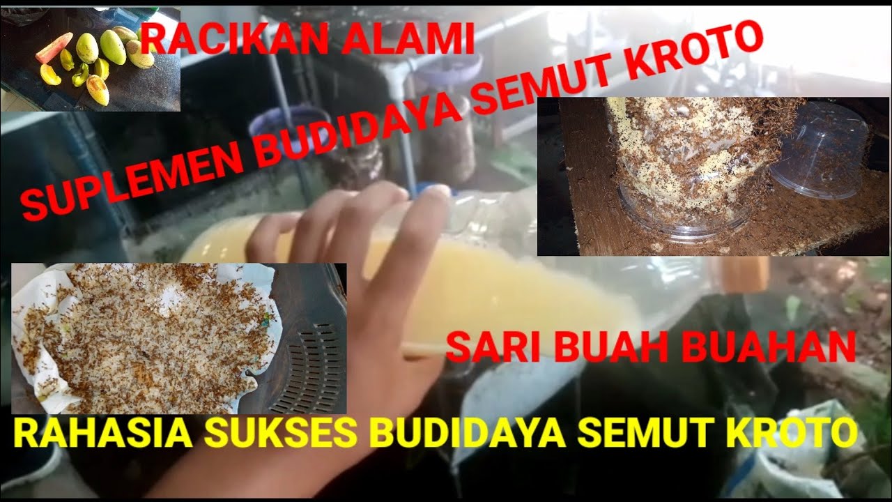 Nutrisi  Semut Rangrang || FERMENTASI BUAH BUAHAN