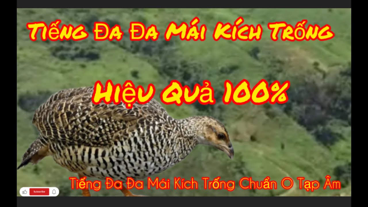 Tiếng Chim Đa Đa, Tiếng Chim Đa Đa Mái Kích Trống Chuẩn Nhất.
