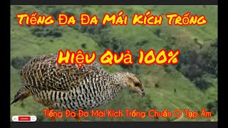 Tiếng Chim Đa Đa, Tiếng Chim Đa Đa Mái Kích Trống Chuẩn Nhất.
