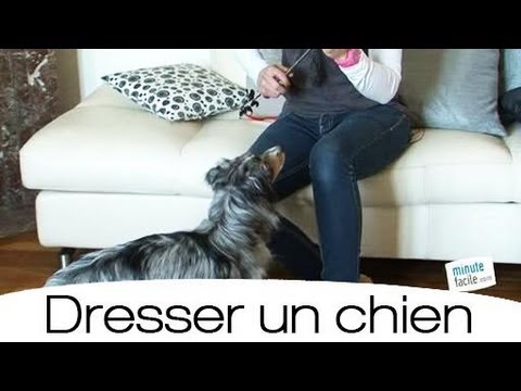 comment apprendre a son chien a tourner sur lui meme