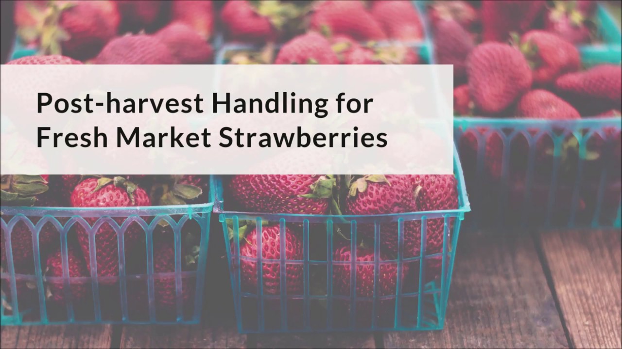 Post-Harvest Handling Fresh Market Strawberries