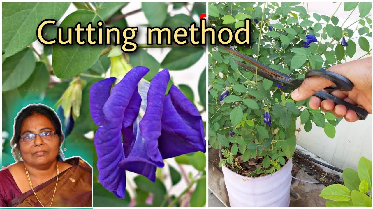சங்கு கொடியை கட் பண்ணி செடியாக்குவது எப்படி? Clitoria cutting method 