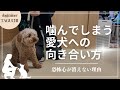 【噛み】噛んでしまう愛犬への向き合い方〜恐怖心が消えない理由〜