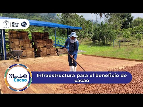 Como Fermentar Cacao
