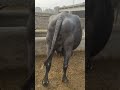 Dairy farm,bachra farming in pakistan,goat farming new video,dairy farm for sale, buffalo dairy farm