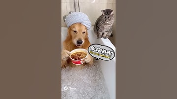 ( 你認真的嗎？)   Are you serious?   Meow & Woof Learn Chinese and English    #中英文教學 #cat #cute #aishorts