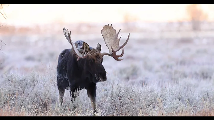 Bull Moose in Winter – Jackson Hole / Grand Teton National Park – Wildlife Photography – 4K