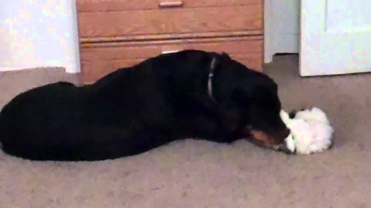 The Shih Tzu And The Rottweiler YouTube