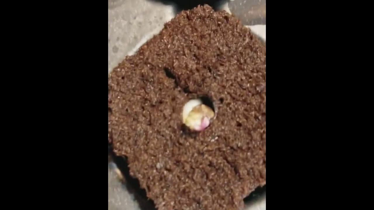 January 31, 2018 Aurora and Orange Tide CBD