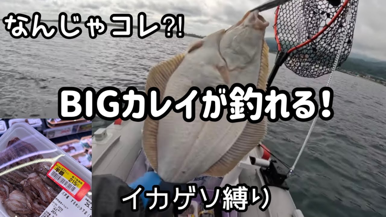 大型カレイが釣れる銭函沖！半額イカゲソ縛り