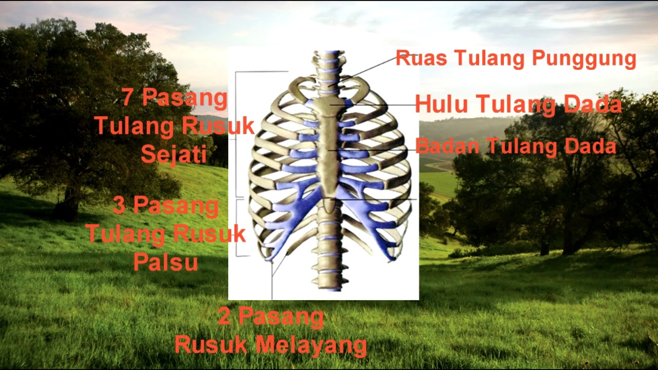 Sistem Rangka Manusia IPA SD kelas V - YouTube