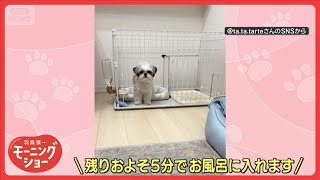 お風呂が沸きました」でケージにトボトボ…ハウスするワンちゃん お風呂