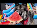 Backyard Waterpark, Hot Dog Challenge & First Watermelon of Summer! (4th of July)
