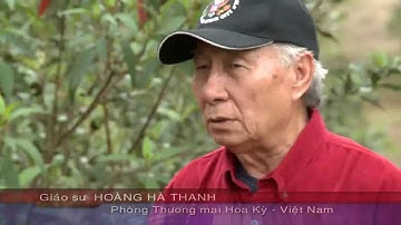 Đánh Giá Chân Thực của Giáo sư Hoàng Hà Thanh về Rượu Vang Sim Măng Đen