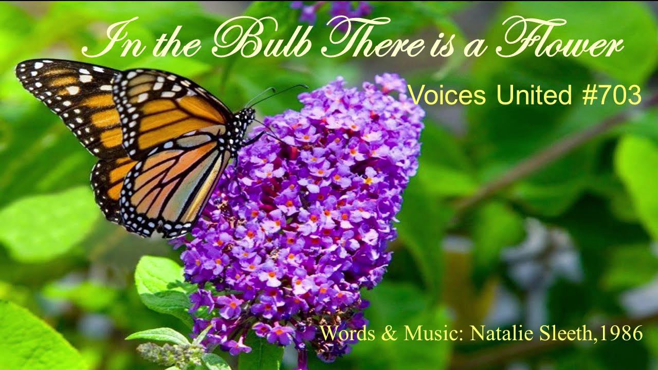 BCUC In the Bulb There is a Flower lyric video YouTube