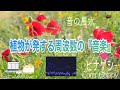 【心の平穏・疲労回復・感性開花・美・創造性・丹田・432 Hz】風にそっと揺れる『ヒナゲシ（虞美人草）』が奏でる『音の風水』♪（Part 52）