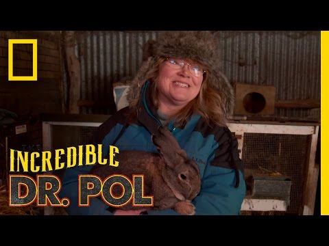 Dr. Pol Client Tales: Popeye the Rabbit | The Incredible Dr. Pol
