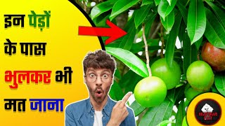 Three Most Dangerous Tree In The World Krantikari Fact