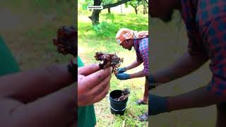 Stingless Bee Honey New Batch