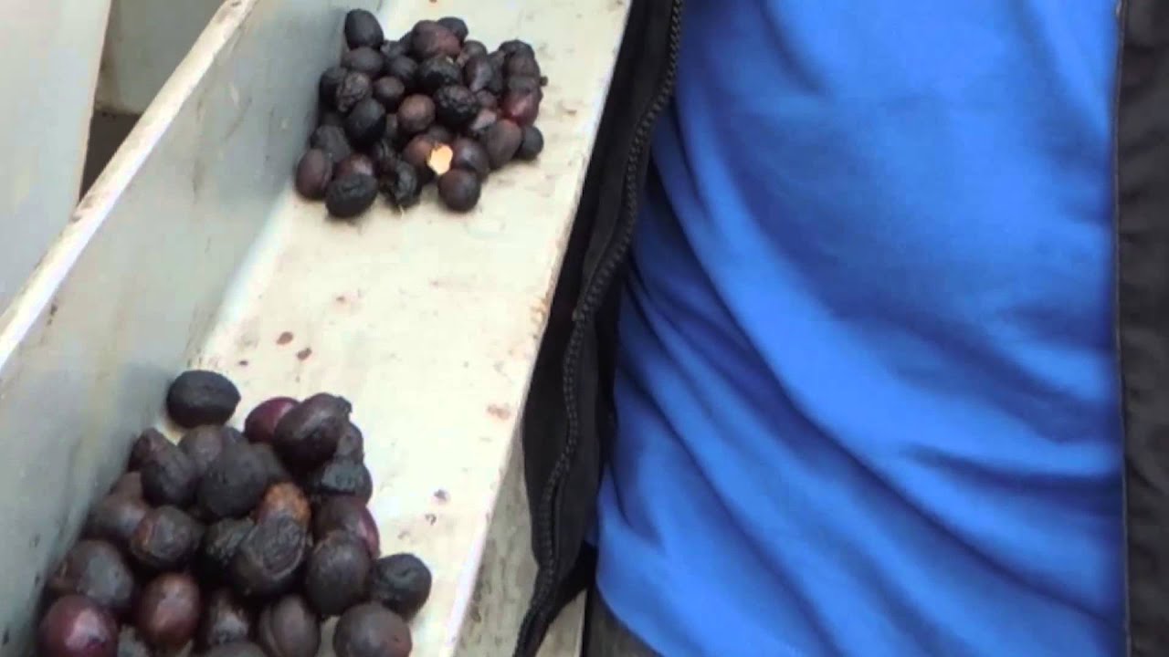 Processing in Brazil