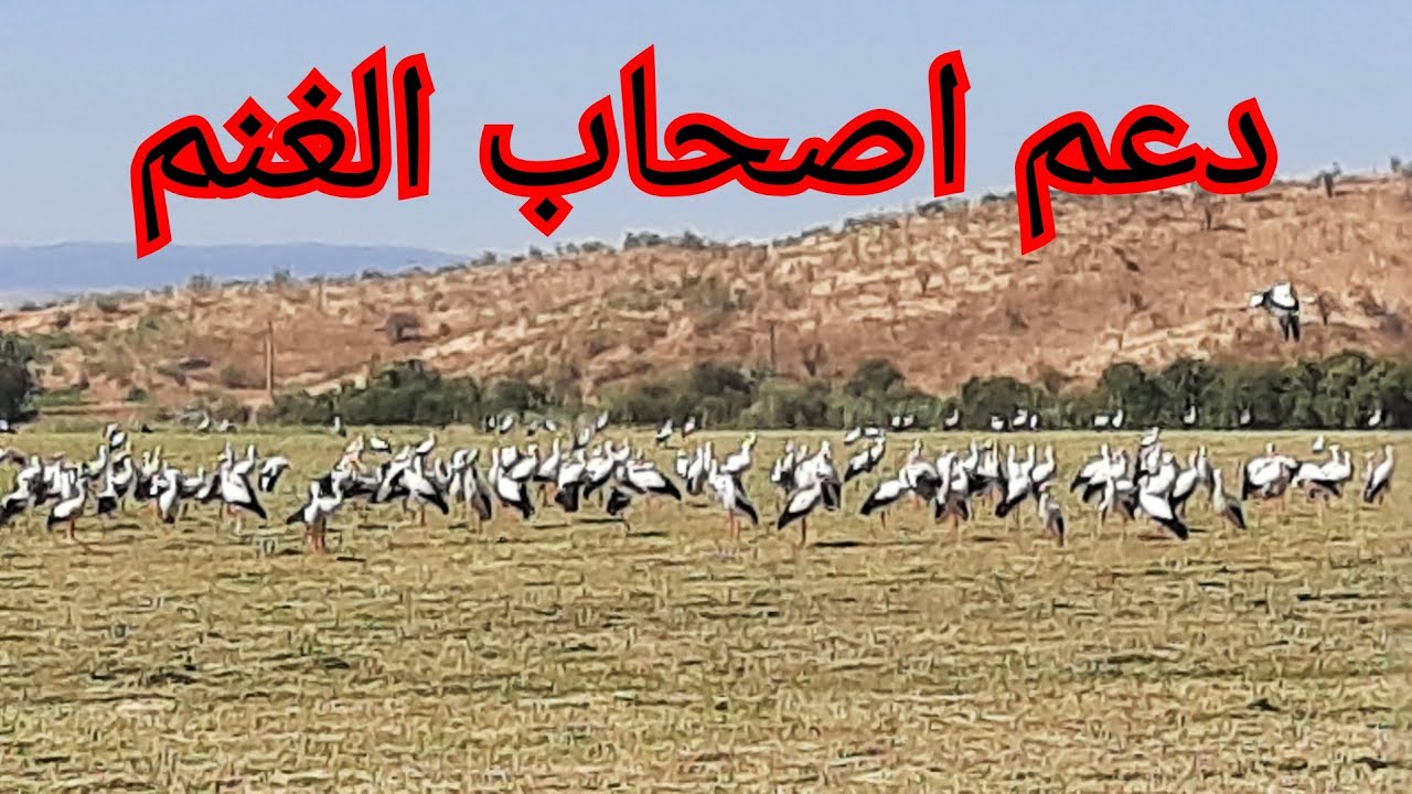 ⁣اهم المساعدات التي تعطى للفلاح ??وعلى ماذا يعتمد اصحاب الغنم? في مدخولهم