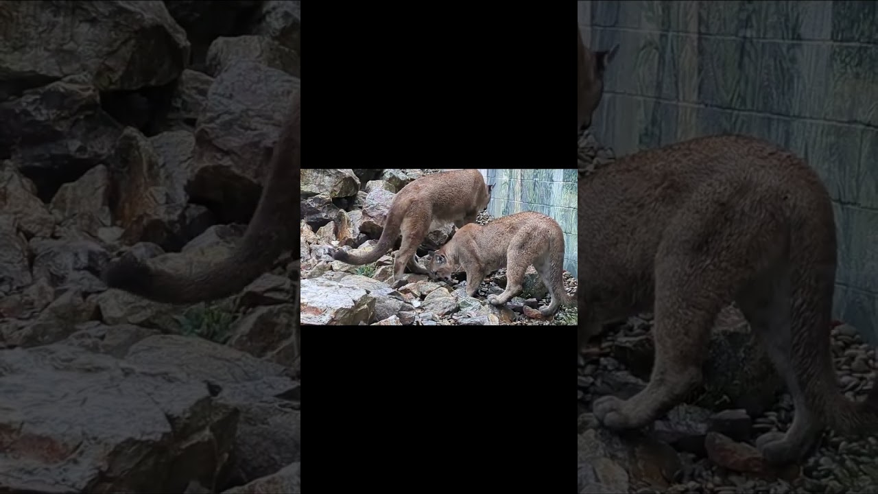 Pennscave The original 