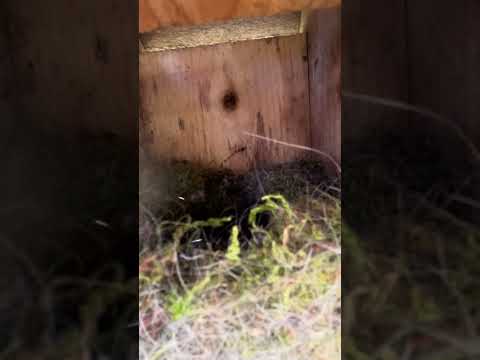 Chickadee chicks