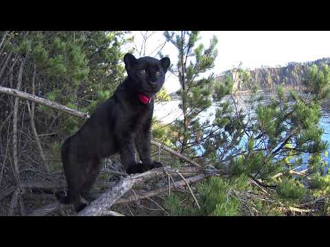 Hello, I'm Luna the black leopard