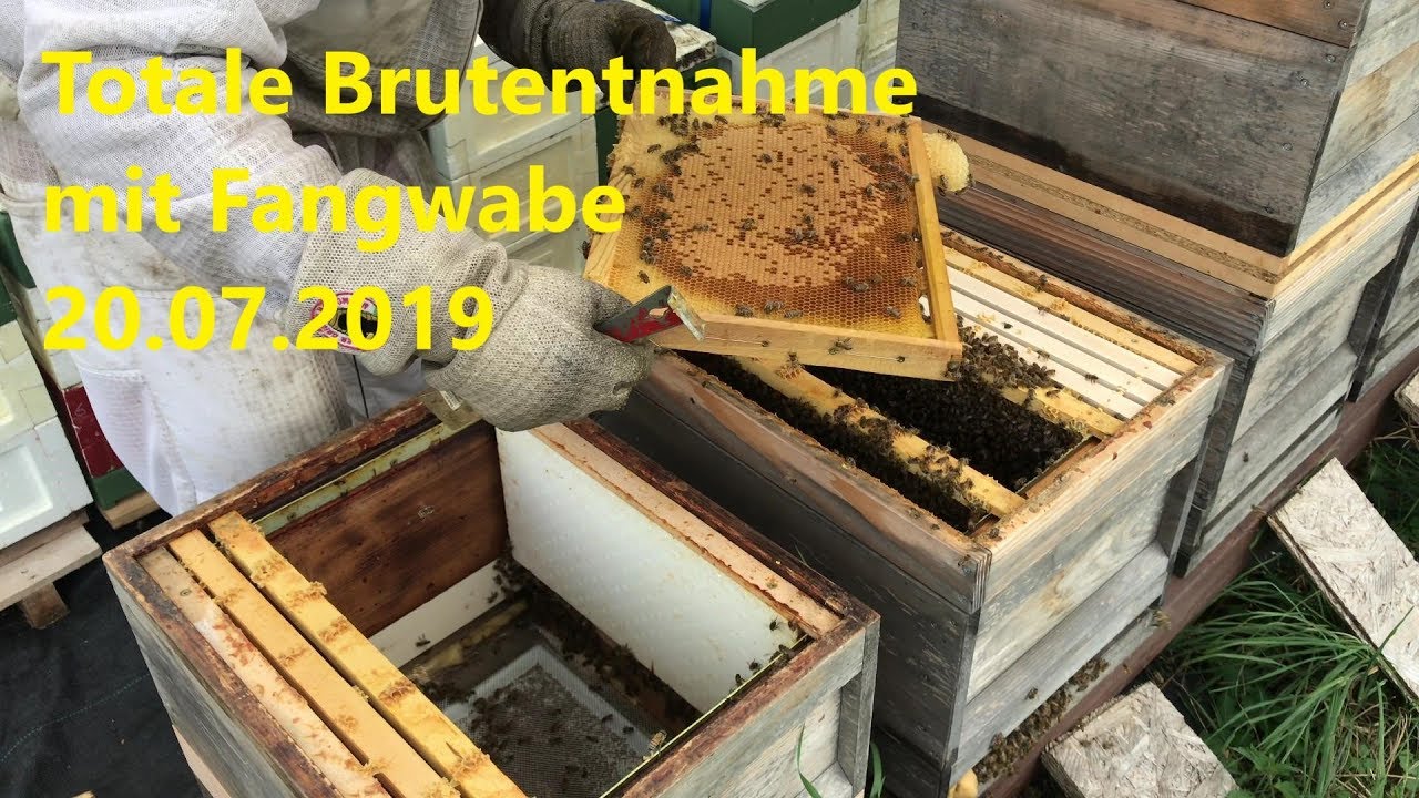 Totale Brutentnahme mit Fangwabe, 20.07.2019  *4K*